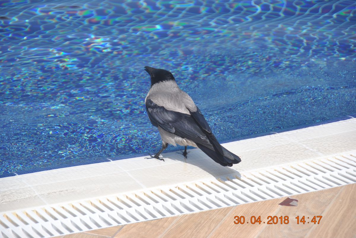 imagini hotel ARCANUS RESORT